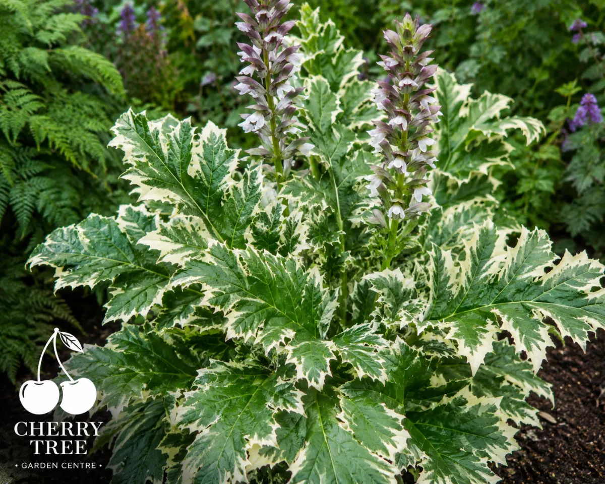 Acanthus mollis 'Whitewater'