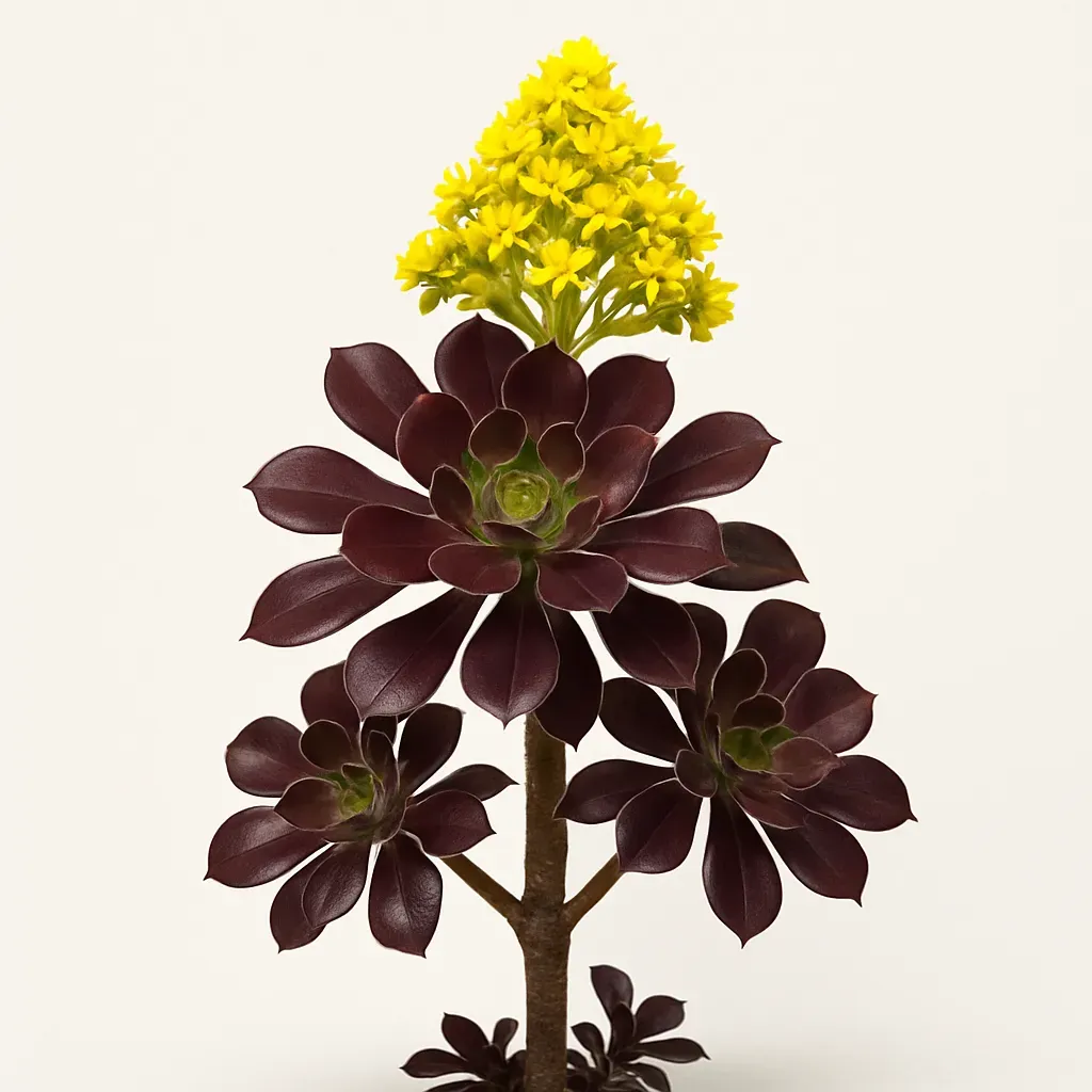 Aeonium arboreum 'Velours'