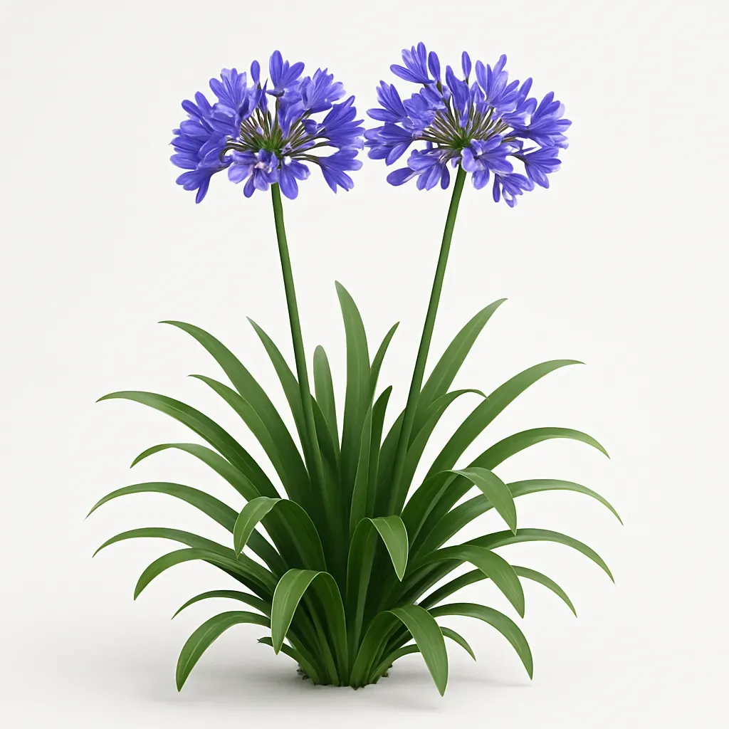 Agapanthus 'Amourette Superb Blue'
