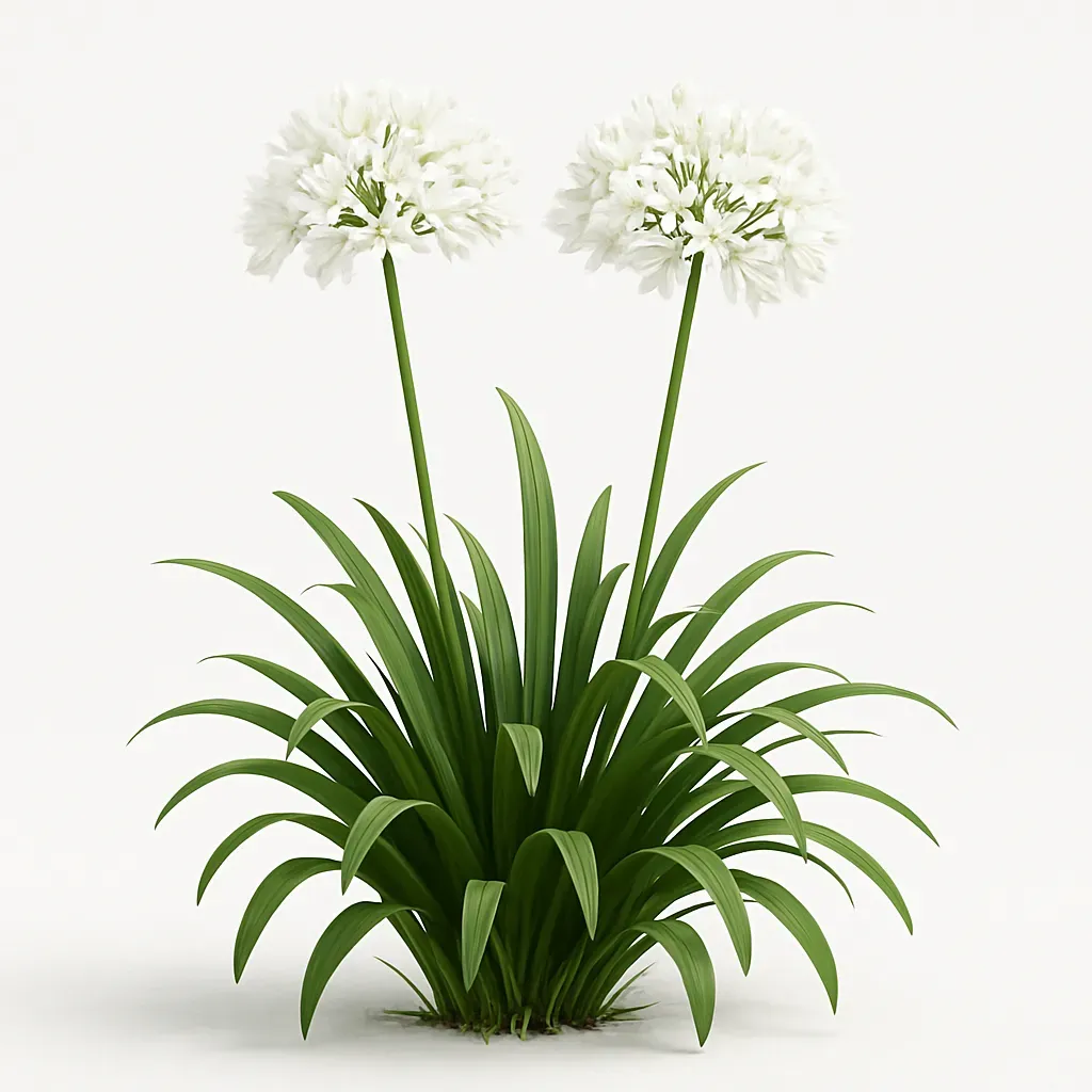 Agapanthus 'Amourette Superb White'