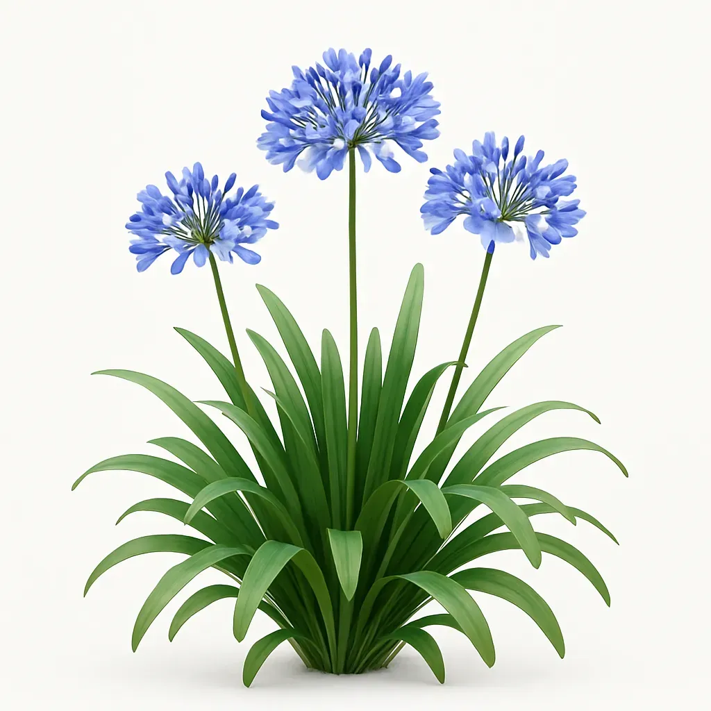 Agapanthus 'Charlotte Blue'