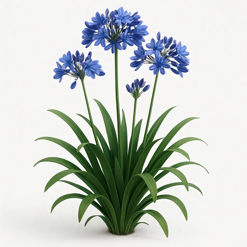 Agapanthus 'Dr Brouwer'
