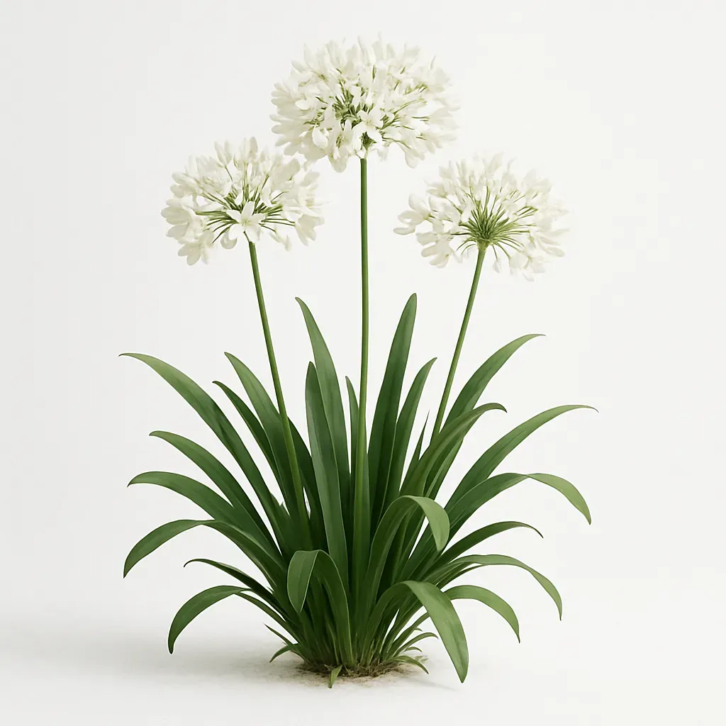 Agapanthus 'Henrys White'
