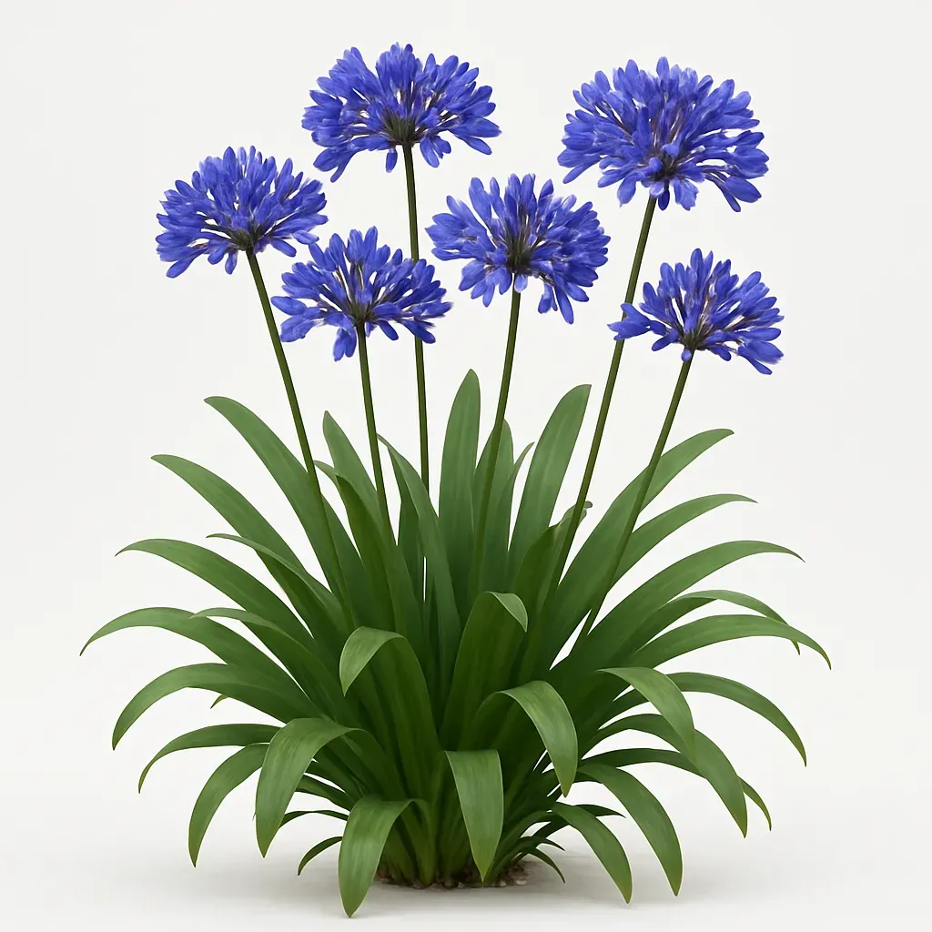 Agapanthus 'Summer Love Blue'