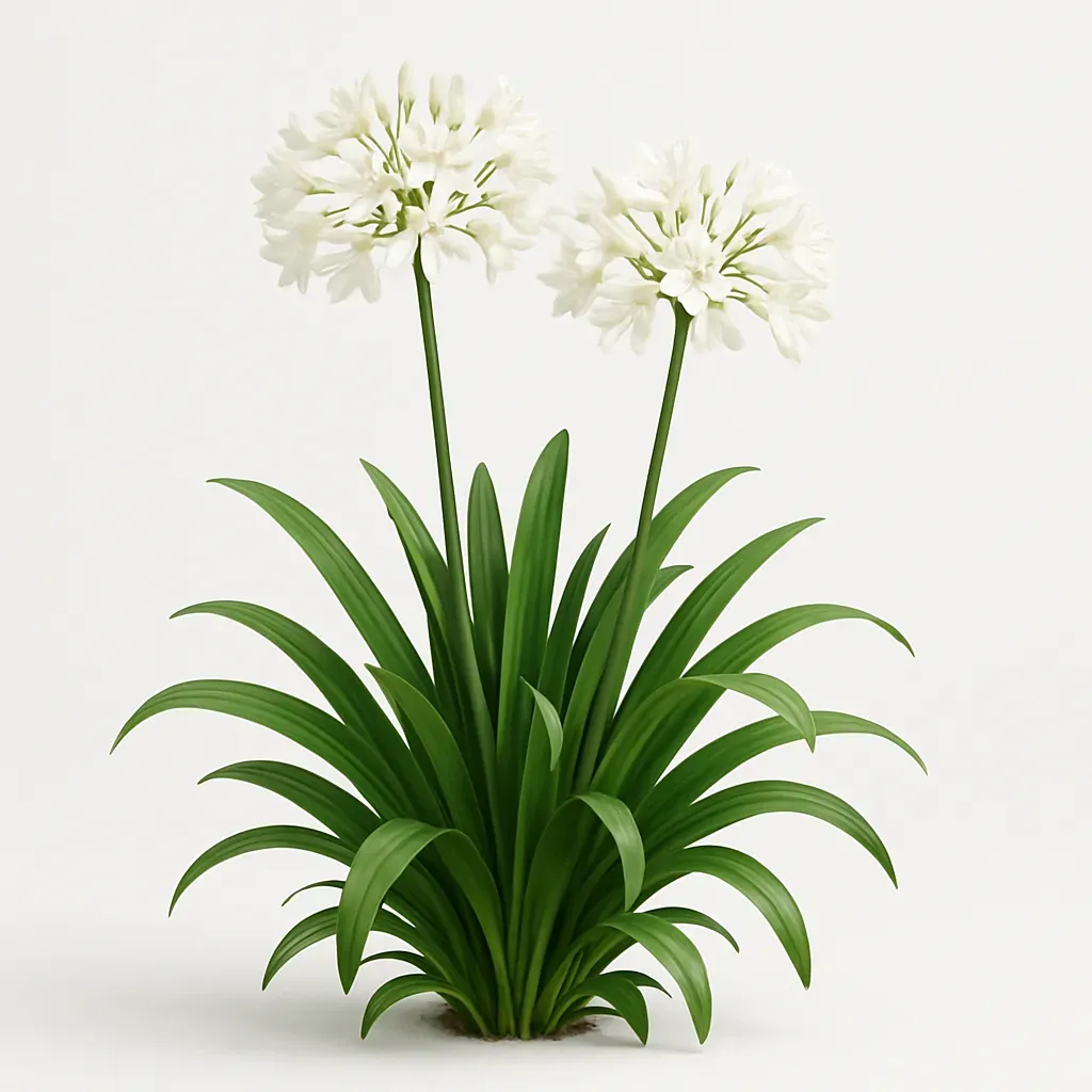 Agapanthus 'Summer Love White'
