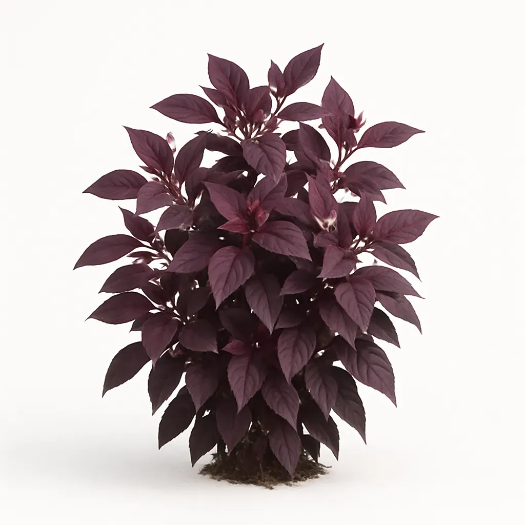 Alternanthera dentata 'Purple Knight'
