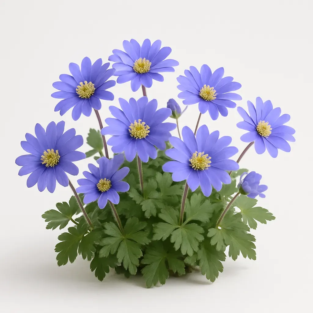 Anemone blanda 'Blue Shades'