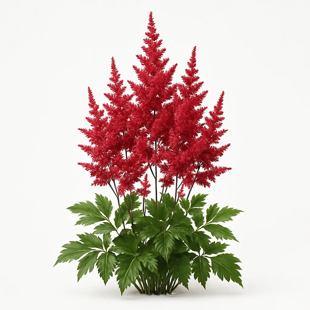 Astilbe in red varieties