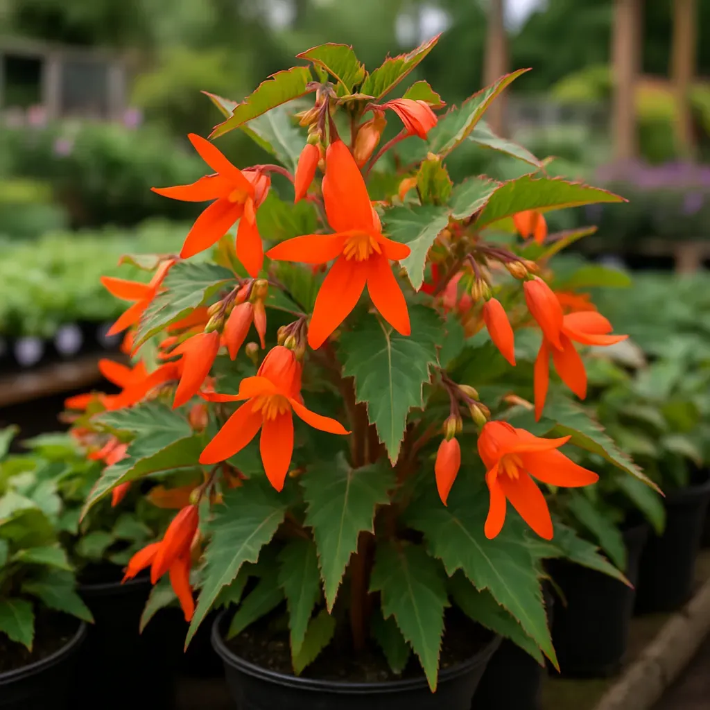 Begonia 'Bonfire Orange'