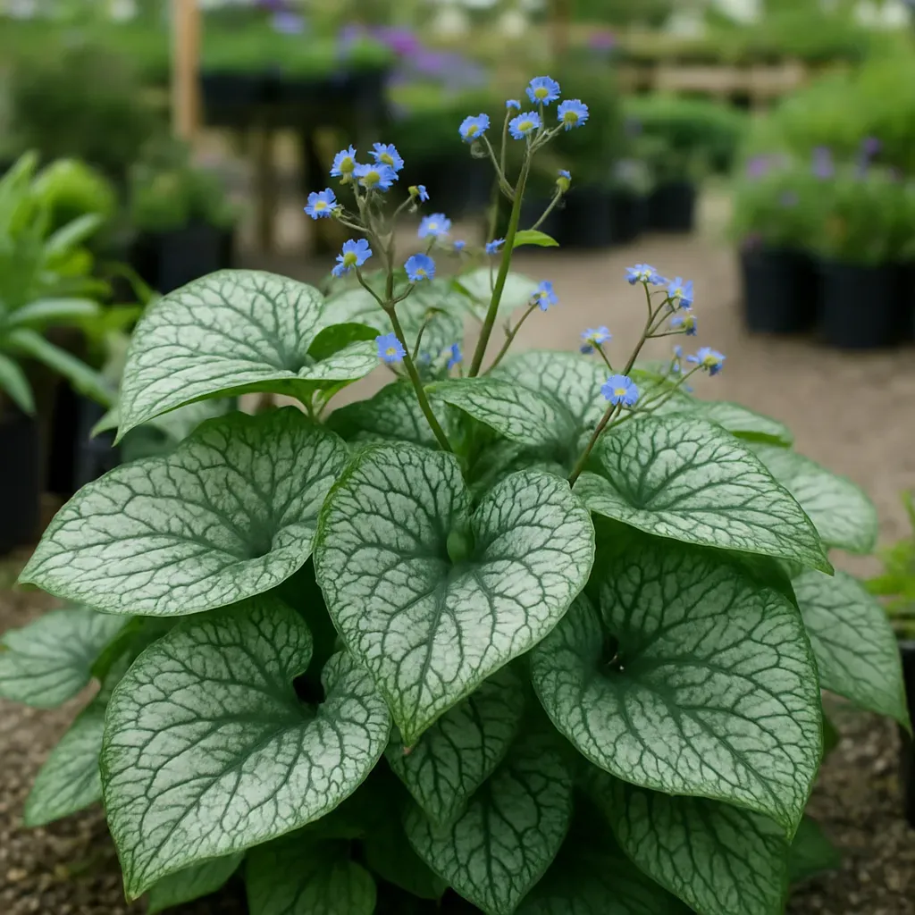 Brunnera macrophylla 'Sea Heart'