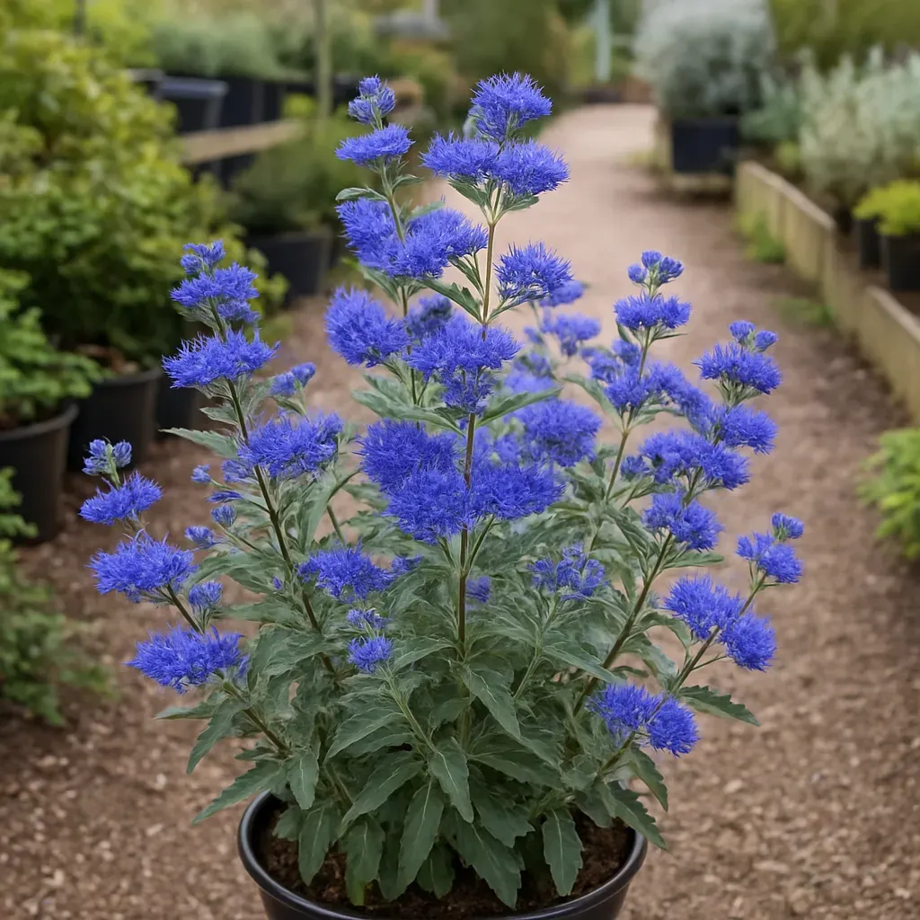 Caryopteris × clandonensis Heavenly Blue