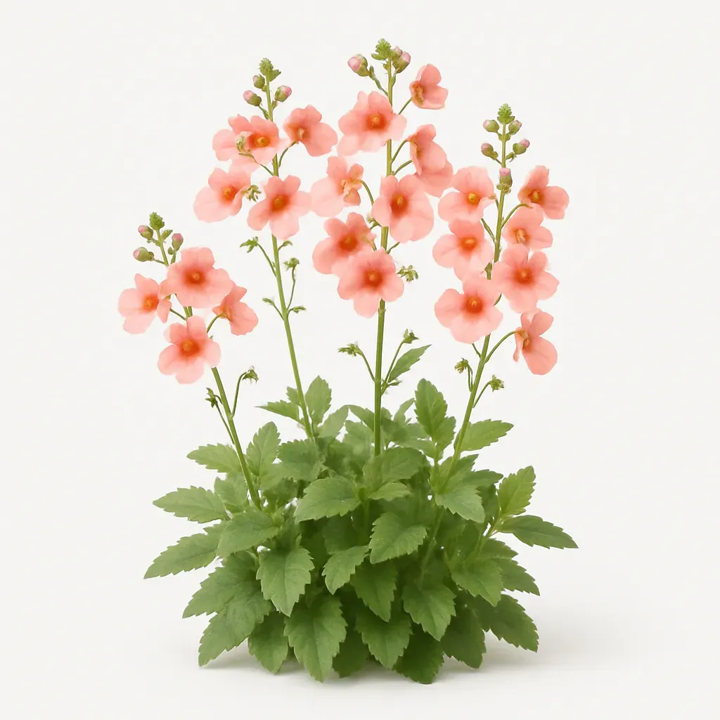 Diascia  'Piccadilly Salmon'