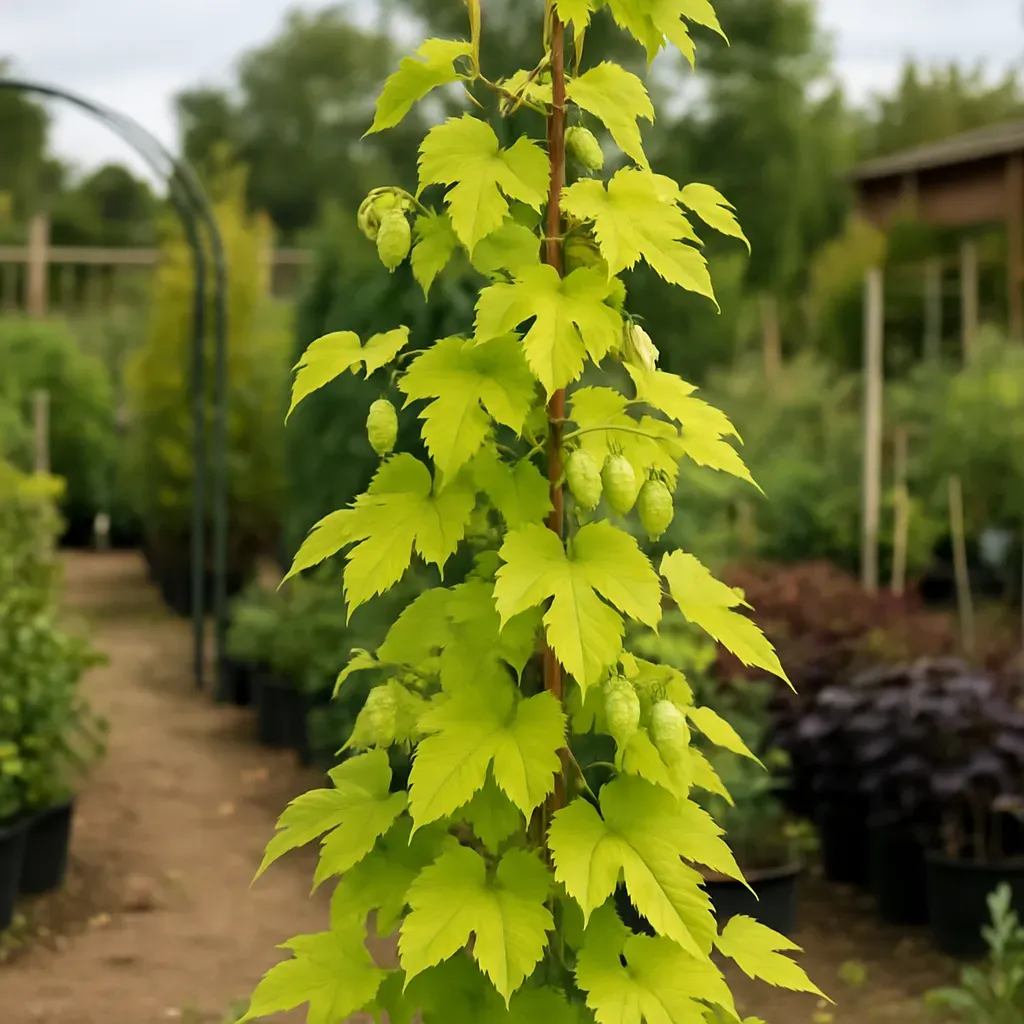 Humulus Lupulus 'Aurea'