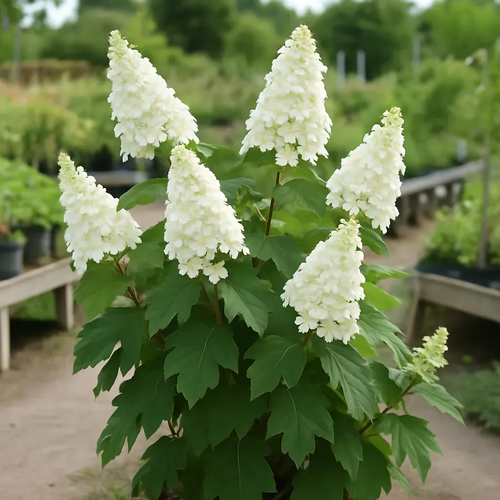 Hydrangea quercifolia 'Magical Toy Soldier'