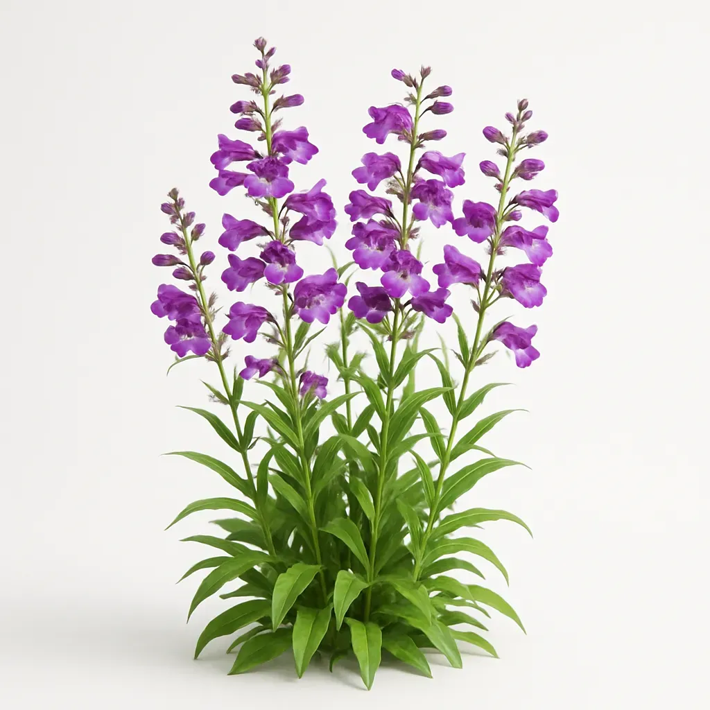 Penstemon  'Sour Grapes'