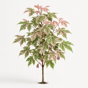 Acer conspicuum 'Red Flamingo'