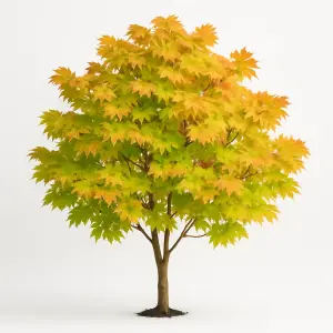Acer shirasawanum 'Moonrise'