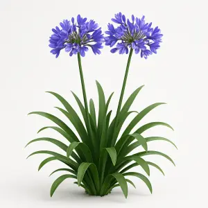 Agapanthus 'Amourette Superb Blue'