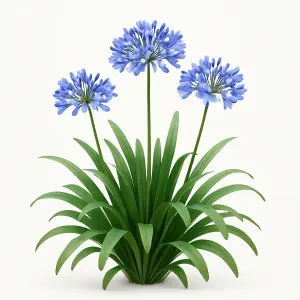 Agapanthus 'Charlotte Blue'