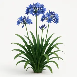 Agapanthus 'Dr Brouwer'