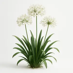 Agapanthus 'Henrys White'