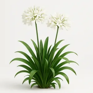 Agapanthus 'Summer Love White'