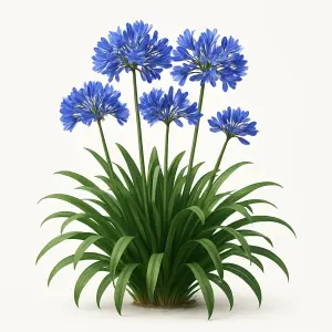 Agapanthus 'Sunfield'