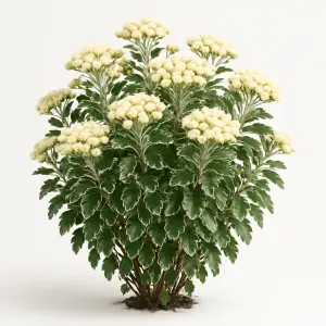 Ajania  'Pacific White/Silver'
