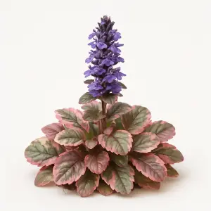 Ajuga reptans 'Burgundy Glow'