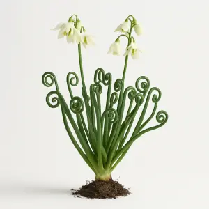 Albuca spiralis 'Frizzle Sizzle'