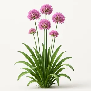 Allium 'Millennium'