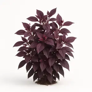Alternanthera dentata 'Purple Knight'