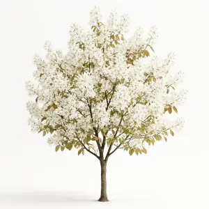 Amelanchier lamarckii