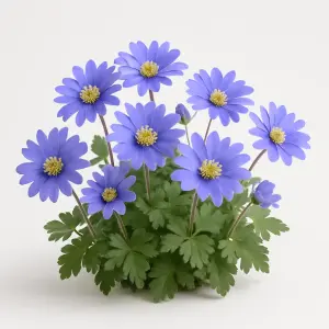 Anemone blanda 'Blue Shades'
