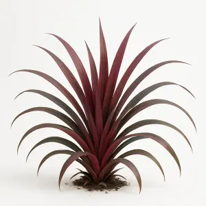 Astelia nervosa 'Red Shadow'