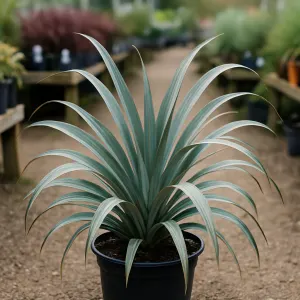 Astelia nervosa 'Silver Shadow'