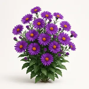 Aster dumosus 'Dark Purple Launch'