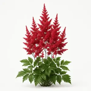 Astilbe in red varieties