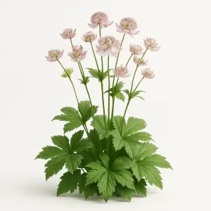 Astrantia major 'Buckland'