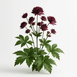 Astrantia major 'Claret'