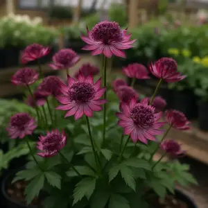 Astrantia major 'Star of Beauty'