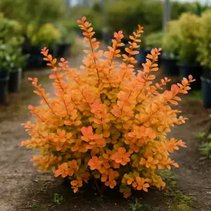 Berberis lol. 'Apricot Queen'