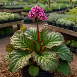 Bergenia 'Ripple Effect'