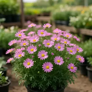 Brachyscome Fresco Candy Pink