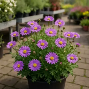 Brachyscome Fresco Purple