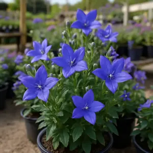 Campanula Addenda varieties