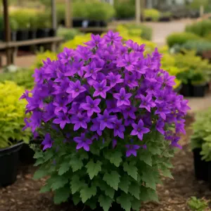 Campanula 'Ambella Intense Purple'