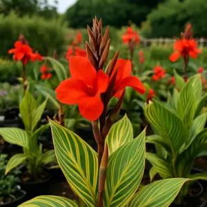 Canna 'Pretoria'