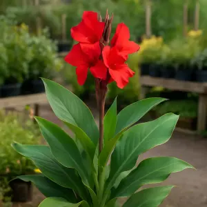 Canna 'Red Velvet'