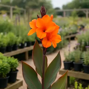 Canna 'Tenerife'